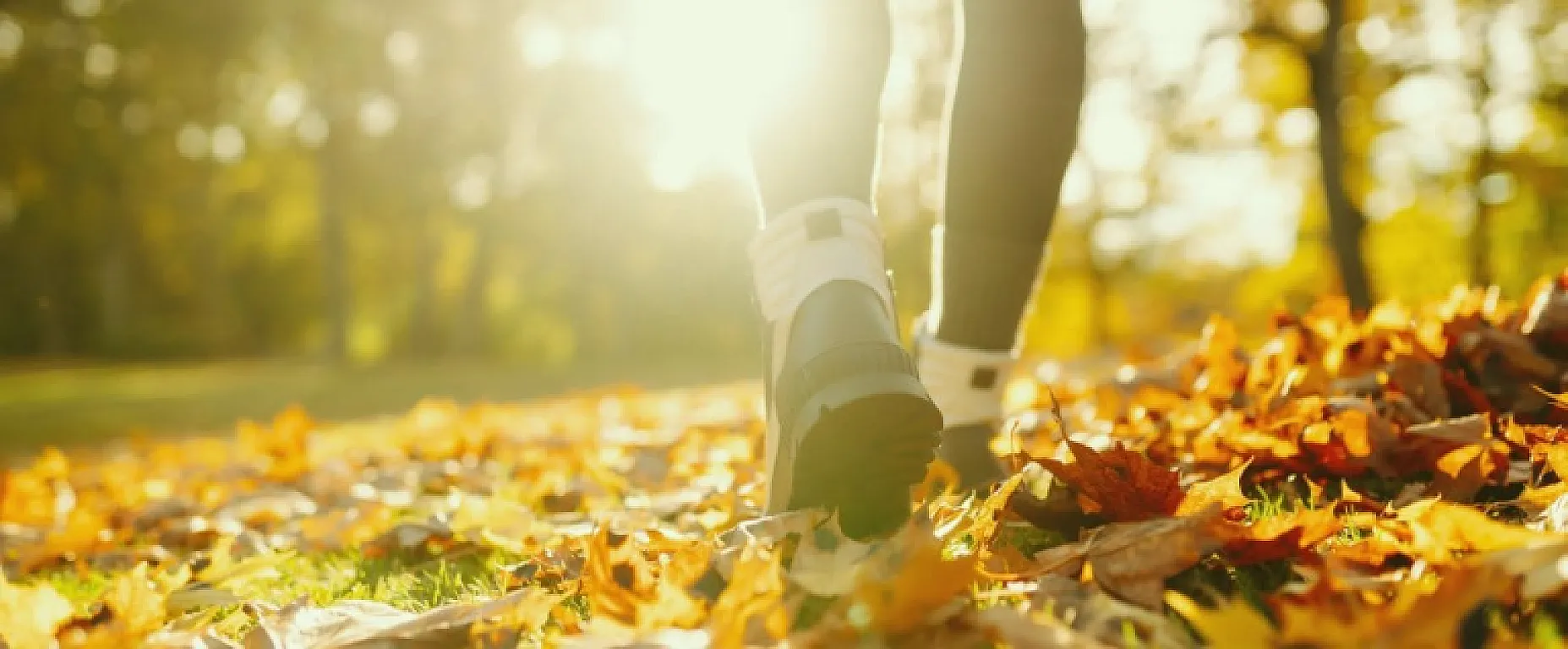 How Nature Walks Contribute to Mental Health